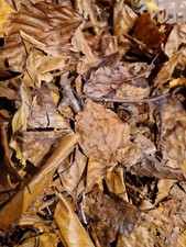 Dried beech leaves with Branches. Bioactive Leaf Litter For Vivarium Biotope