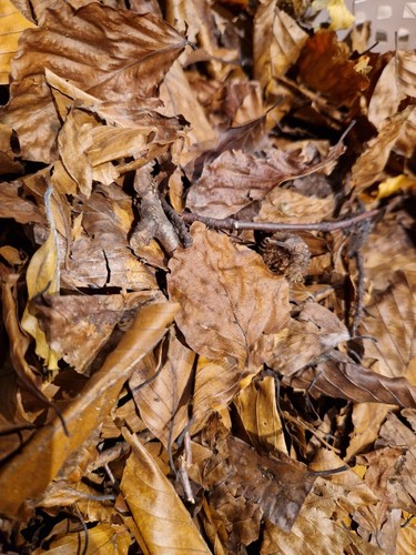 Dried beech leaves with