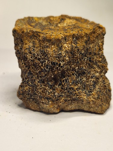 Triceratops vertebra rare - triceratops,