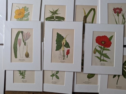 Genuine 1900 antique botanical - genuine,