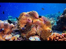 LG OLED48C3PUA 48-inch 4K UHD