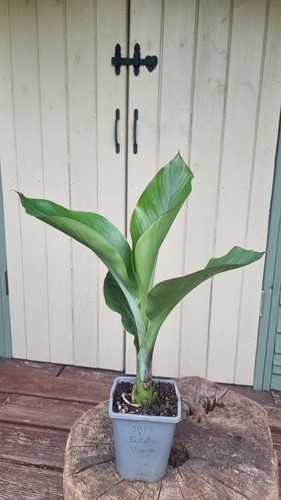 Fully rooted rarely available - rarely,