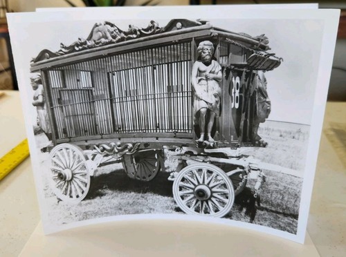 Early 1900 wild animal - early,