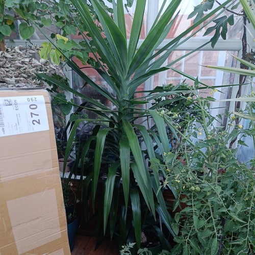 Large yukka plant - 1, pot