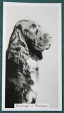 FIELD SPANIEL   Show Champion