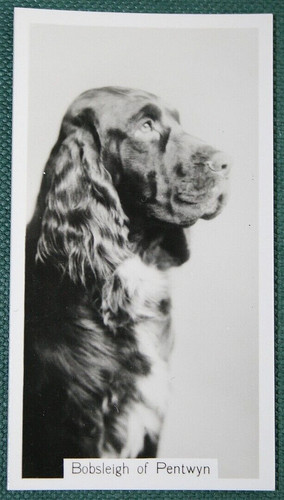 Field spaniel show champion - ,
