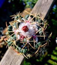 Coryphantha Elephantidens |Elephant's Tooth | large cactus plant | 20+ offshoots