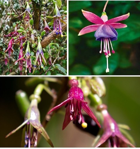 Tree fuchsia - fuchsia, |