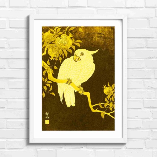 White cockatoo with - white,