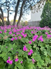 geranium macrorrhizum 3 Bare Root Plants Hardy Perennial