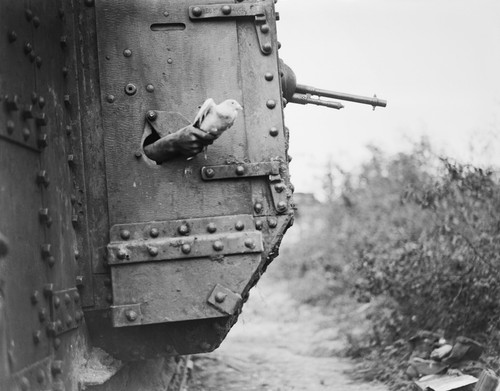 Signal corps carrier pigeon - corps,