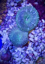 Green Stripe speckled rim