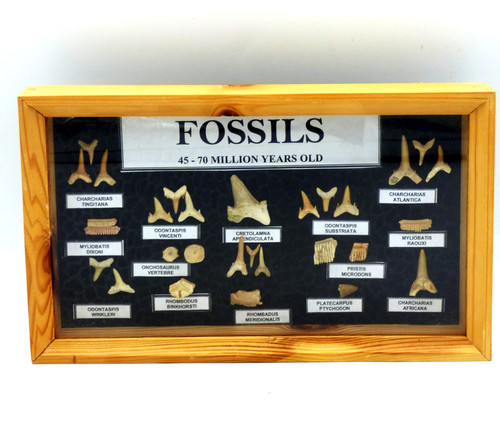 Framed fossil shark - fossil, shark,