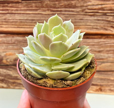 Echeveria Lola in 8.5cm pot