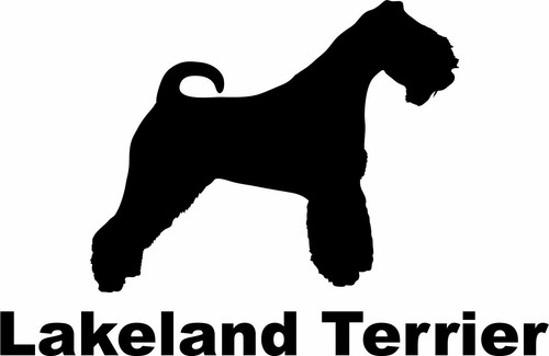 Lakeland terrier - lakeland,