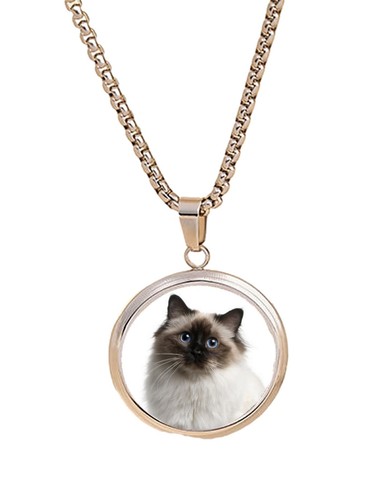 Birman cat pet family silver - pet,