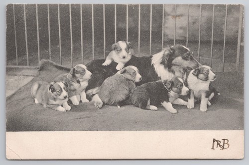 Rough collie dog with - rough,