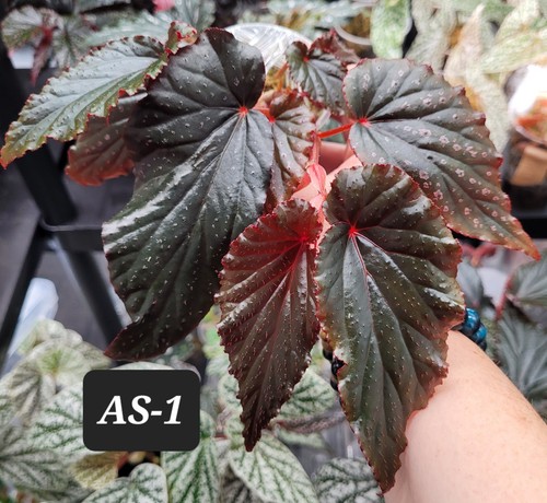 Begonia arabian sunset dark - begonia,