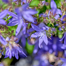 Climbing Campanula Bare Root