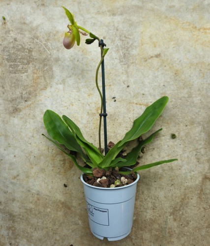 Paphiopedilum milano orchid - paphiopedilum,