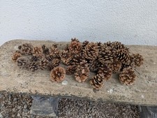 Bundle of pine cones for arts