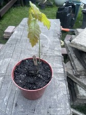 English Oak Sapling