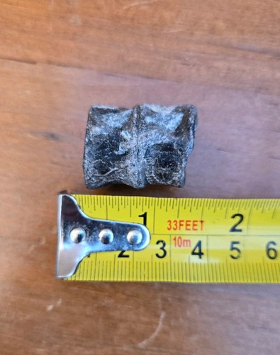 Plesiosaurus vertebrae fossil - plesiosaurus,