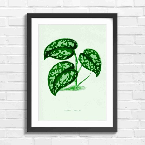Botanical pothos plant - botanical,