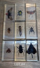 Real life bugs insects - real,