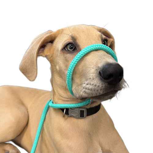 Stop pull fits all dog - pull,