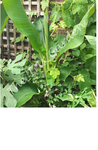Rare sought after tropical - rare,