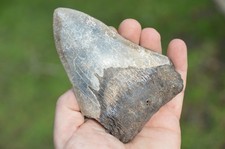 LOVELY  GENUINE   MEGALODON