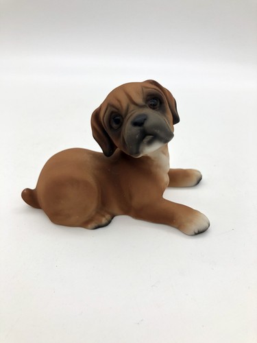 Hhh harvey knox boxer dog - hhh,