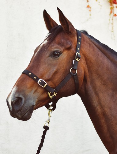 Economy webbing headcollar - headcollar, |