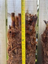 Dicksonia Antarctica Tree Fern