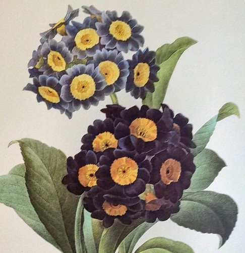 Redoute flowers primula - p., j.