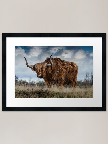 Scottish highland bull framed - highland,