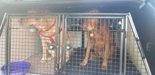 Lintran Double Dog Transit Box