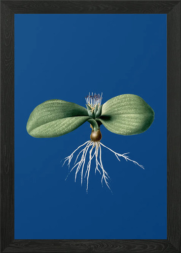 Massonia pustulata framed - pustulata,