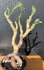 Pelargonium Carnosum with Huge