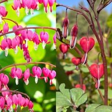 Dicentra Bare Roots - Spring