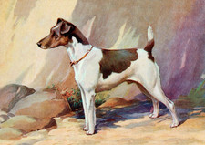 SMOOTH FOX TERRIER CHARMING