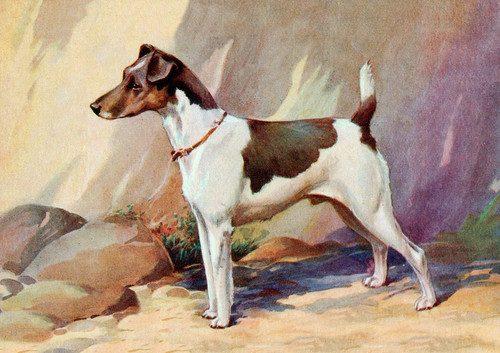 Smooth fox terrier charming - fox,