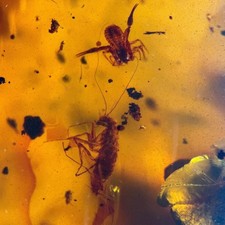 PRAYING MANTIS in Burmese /