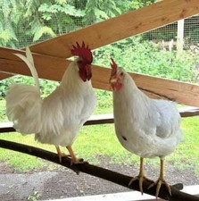 White Leghorn Barnyard Mix 12