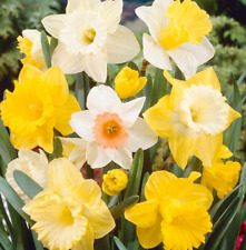 Daffodil Bulbs 5kg Mixed Varieties & Colours Beds Border Pots Perennial