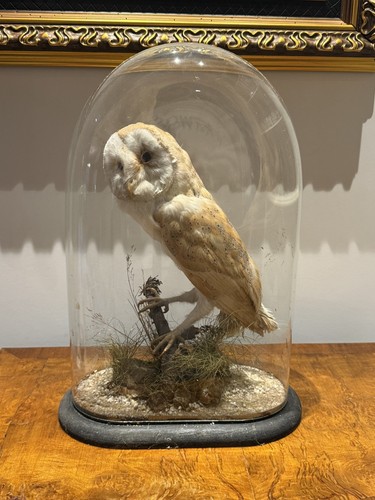 Antique victorian taxidermy - antique,