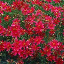 Coreopsis tinctoria semi-tall red 660 seeds + FREE REUSABLE PLANT LABEL