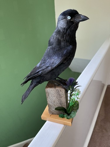 Taxidermy stunning corvid this - stunning,