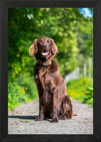 Brown flat coated retriever - brown, flat-coated